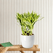 Ribbon Dracaena: Unique and Elegant Dracaena Sanderiana - Greensouq - 