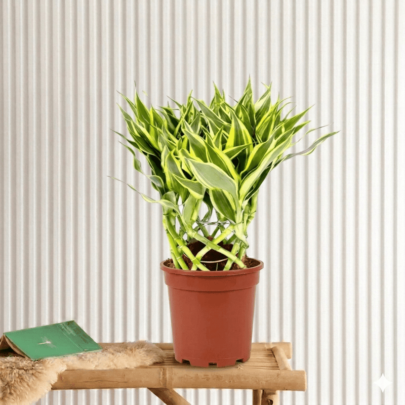 Ribbon Dracaena: Unique and Elegant Dracaena Sanderiana - Greensouq - 