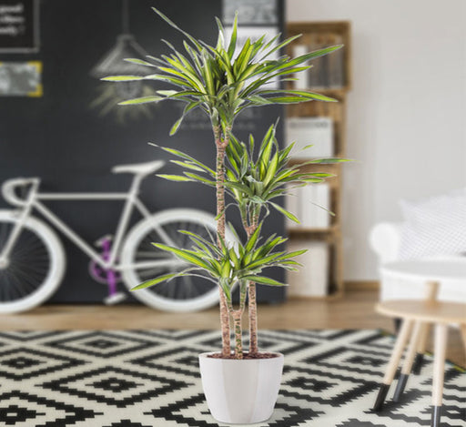 Dracaena fragrans Or Riki