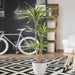 Dracaena fragrans Or Riki