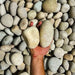 River Stone | Large River Pebbles "Natural Garden Material" - Greensouq - 