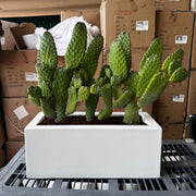 Road Kill Cactus Console - Opuntia Consolea in Black Rolled Rim Pot 30/25 - Greensouq - 