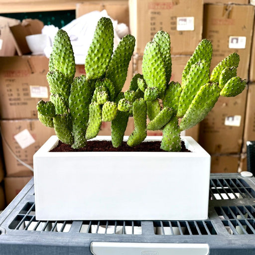 Road Kill Cactus Console - Opuntia Consolea in Black Rolled Rim Pot 30/25 - Greensouq - 