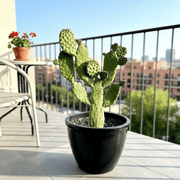 Road Kill Cactus Console - Opuntia Consolea in Black Rolled Rim Pot 30/25 - Greensouq - 