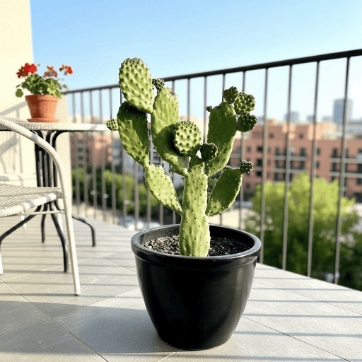 Road Kill Cactus Console - Opuntia Consolea in Black Rolled Rim Pot 30/25 - Greensouq - 