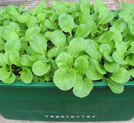 Rocca Agrimax Seeds - Greensouq - 