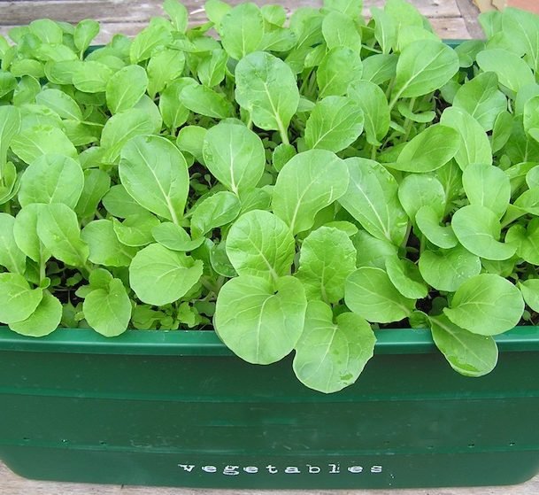 Rocca Agrimax Seeds - Greensouq - 