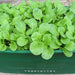 Rocca Agrimax Seeds - Greensouq - 