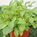 Rocula Organic "Eruca sativa" Plant - Greensouq - 