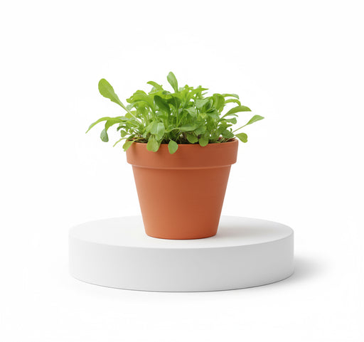 Rocula Organic "Eruca sativa" Plant - Greensouq - 