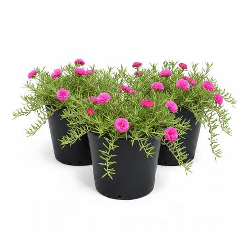 Rose Moss - Portulaca Grandiflora (6Ltr pot) | Dubai Gardens Glory! - Greensouq -