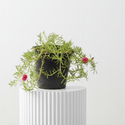 Rose Moss - Portulaca Grandiflora (6Ltr pot) | Dubai Gardens Glory! - Greensouq -