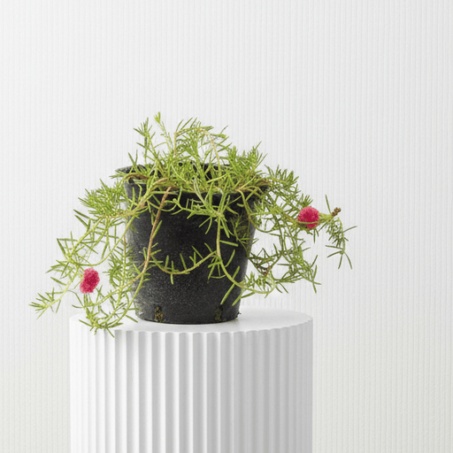 Rose Moss - Portulaca Grandiflora (6Ltr pot) | Dubai Gardens Glory! - Greensouq -