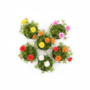 Rose Moss - Portulaca Grandiflora (9cm pot) | Dubai Gardens Glory! - Greensouq -