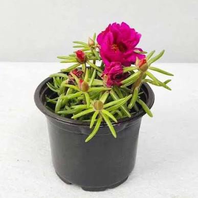 Rose Moss - Portulaca Grandiflora (9cm pot) | Dubai Gardens Glory! - Greensouq - 
