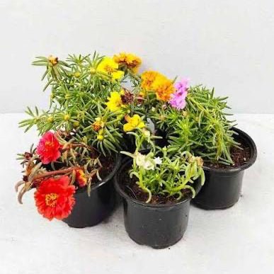 Rose Moss - Portulaca Grandiflora (9cm pot) | Dubai Gardens Glory! - Greensouq - 