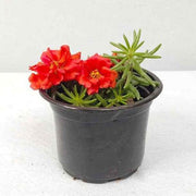 Rose Moss - Portulaca Grandiflora (9cm pot) | Dubai Gardens Glory! - Greensouq - 