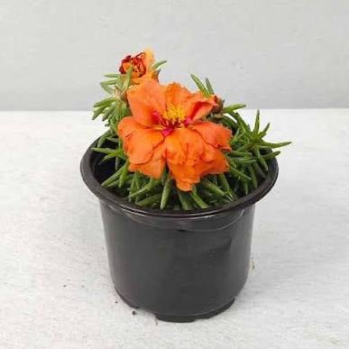 Rose Moss - Portulaca Grandiflora (9cm pot) | Dubai Gardens Glory! - Greensouq - 