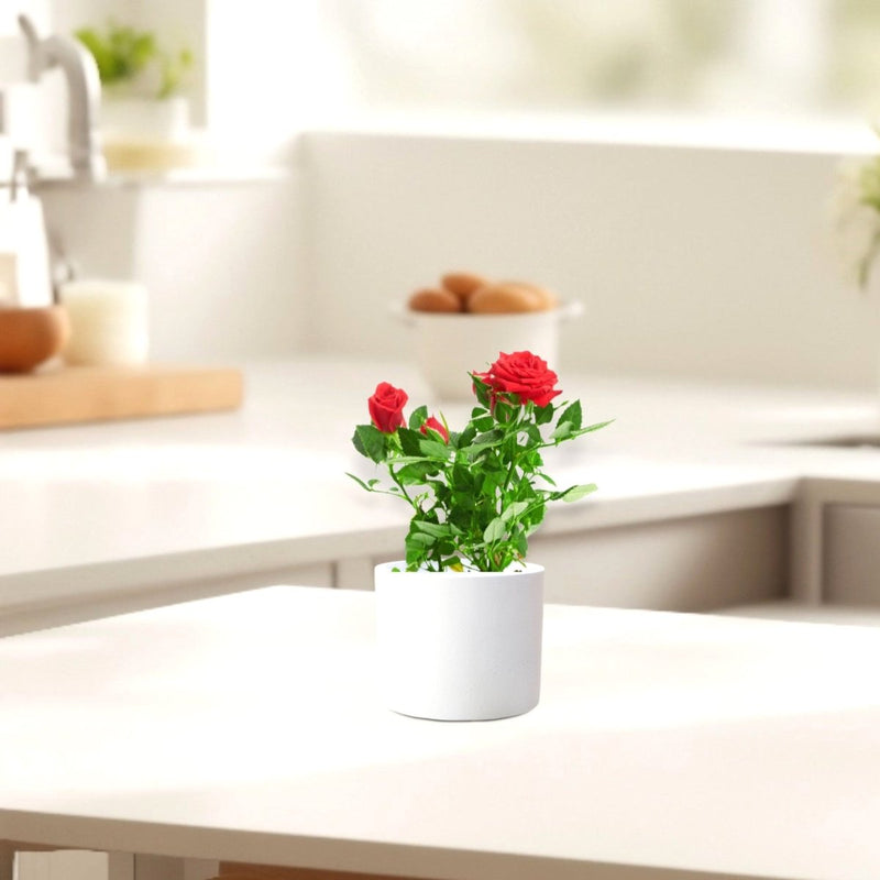 Rose Plant Indoor 20 – 30cm - Greensouq - 