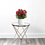 Rose Plant Indoor 20 – 30cm - Greensouq - 