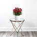 Rose Plant Indoor 20 – 30cm - Greensouq - 