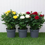 Rose Plant Indoor mix color 20 – 30cm | Dubai's Natural Air Freshener! - Greensouq -