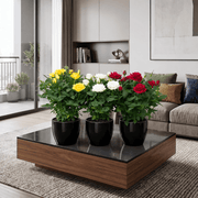 Rose Plant Indoor mix color 20 – 30cm | Dubai's Natural Air Freshener! - Greensouq -