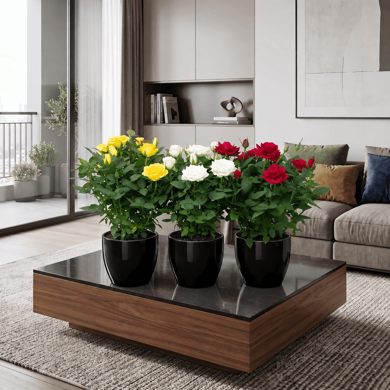 Rose Plant Indoor mix color 20 – 30cm | Dubai's Natural Air Freshener! - Greensouq -