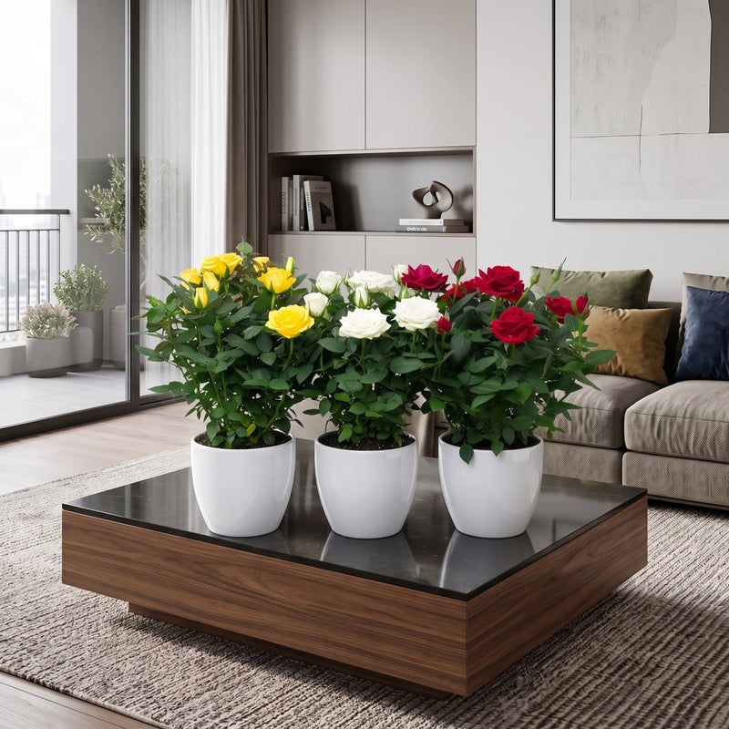 Rose Plant Indoor mix color 20 – 30cm | Dubai's Natural Air Freshener! - Greensouq -