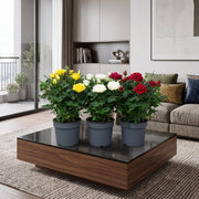 Rose Plant Indoor mix color 20 – 30cm | Dubai's Natural Air Freshener! - Greensouq -