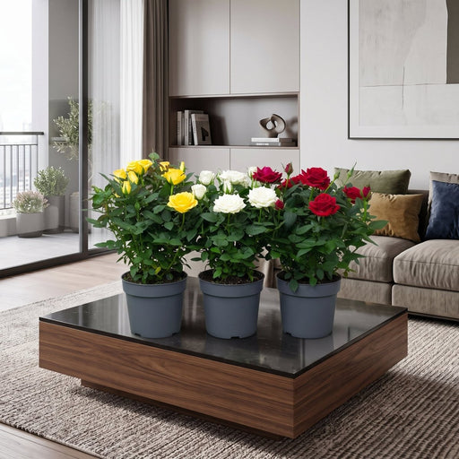 Rose Plant Indoor mix color 20 – 30cm | Dubai's Natural Air Freshener! - Greensouq -