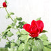 Rose Plant (outdoor) - Greensouq - 