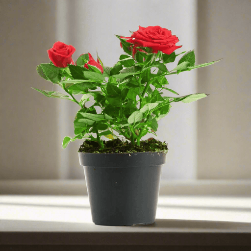 Rose Plant (outdoor) - Greensouq - 