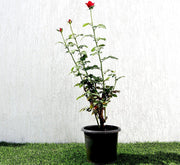 Rose Plant (outdoor) - Greensouq - 