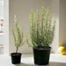 rosemary greensouq