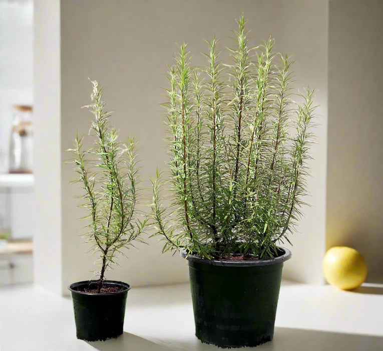 rosemary greensouq