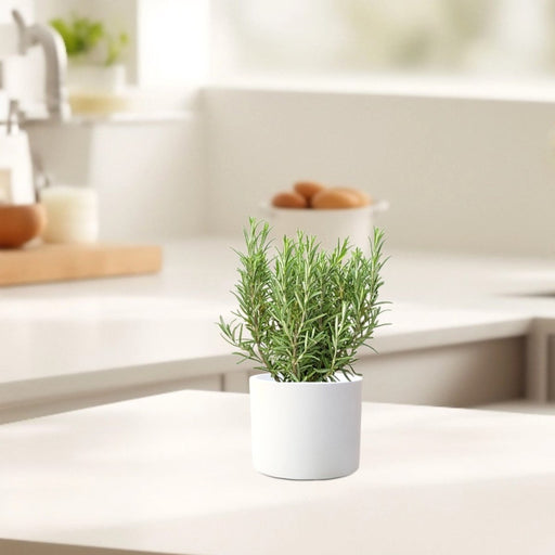 Rosemary Herb Indoor "Rosmarinus Officialis" - Greensouq - 