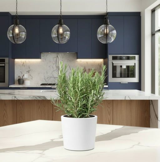 Rosemary Herb Indoor "Rosmarinus Officialis" - Greensouq - 