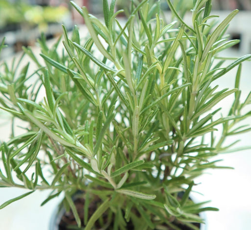 Rosemary Herb Indoor "Rosmarinus Officialis" - Greensouq - 