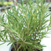 Rosemary Herb Indoor "Rosmarinus Officialis" - Greensouq - 