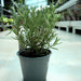 Rosemary Herb Indoor "Rosmarinus Officialis" - Greensouq - 