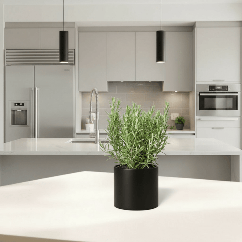 Rosemary Herb Indoor "Rosmarinus Officialis" - Greensouq - 