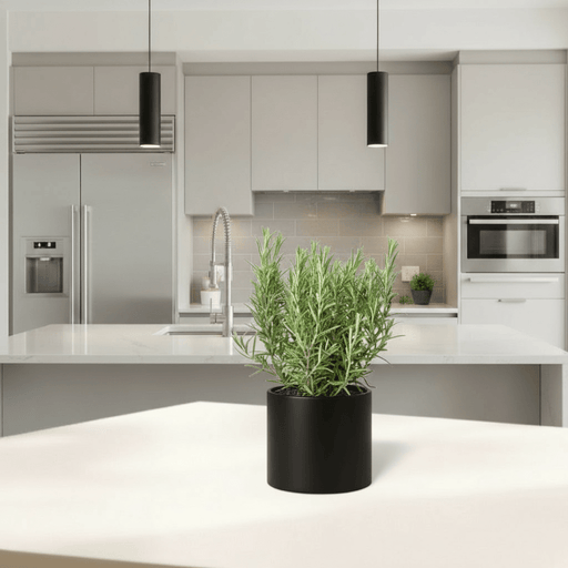 Rosemary Herb Indoor "Rosmarinus Officialis" - Greensouq - 