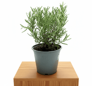 Rosemary Herb Indoor "Rosmarinus Officialis" - Greensouq - 