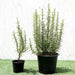 rosemary greensouq
