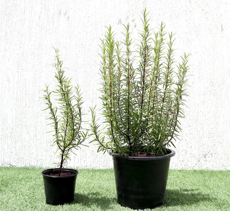 rosemary greensouq