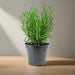 Rosmarinus Officialis or Rosemary Herb - Greensouq - 