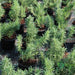 Rosmarinus Officialis or Rosemary Herb - Greensouq - 