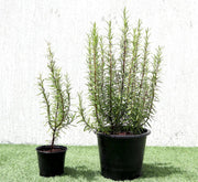 Rosmarinus Officialis or Rosemary Herb - Greensouq - 