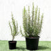Rosmarinus Officialis or Rosemary Herb - Greensouq - 
